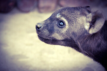 hyena baby