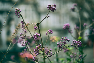 plant with purple berries with blurred background