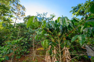 Fototapeta na wymiar Coffee tree growing on hill in huge plantation