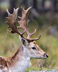 Deer Stock Photo and Image. Fallow Deer male head close-up shot displaying big antlers with a blur background in its environment and habitat surrounding.