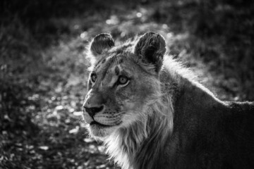 lion