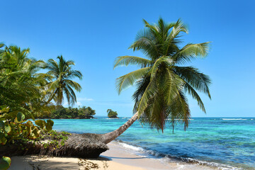Naklejka na ściany i meble Wild tropical beach with coconut trees and other vegetation, white sand beach, Caribbean Sea, Panama