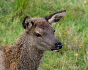 Elk Stock Photo and Image.  young animal head shot close-up profile view with a blur grass background in its environment and habitat surrounding.