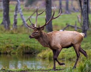 Elk Stock Photo and Image. Male buck walking in the forest by the water with a side view and displaying its antlers and brown fur coat in its environment and habitat surrounding.
