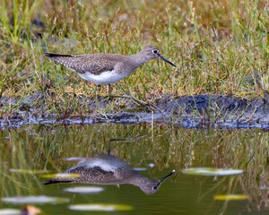 Sandpiper Bird Stock Photo and Image. Walking by the water with a reflection on water n a marsh with water lily pads and a blur background in its environment and habitat surrounding.