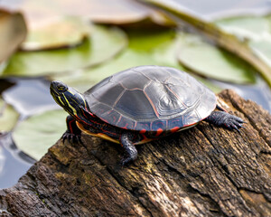 Obraz premium Turtle Stock Photo and Image. Painted Turtle standing on a log in a pond with water lily pads background in its environment and habitat surrounding.