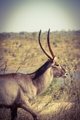 waterbuck