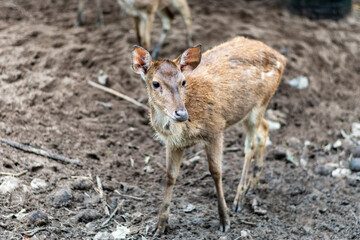 Deer looking at the camera walk in the garden.