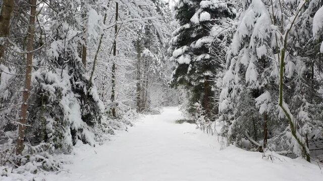 Slowly flying through snowy trees forest winter season nature landscape.