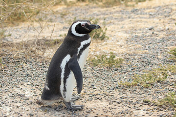 Magellanic Penguin at PuntaTombo Reserve, Argentina. One of the largest Penguin Colony in the world, Patagonia