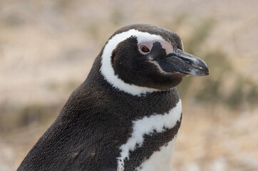 Magellanic Penguin Portrait at PuntaTombo Reserve, Argentina. One of the largest Penguin Colony in the world, Patagonia