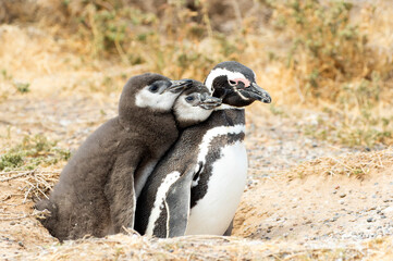 Magellanic Penguins Parent and two chicks bonding, at PuntaTombo Reserve, Argentina. One of the largest Penguin Colony in the world, Patagonia