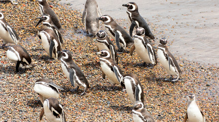 Magellanic Penguins walking on landing beach, at PuntaTombo Reserve, Argentina. One of the largest Penguin Colony in the world, Patagonia