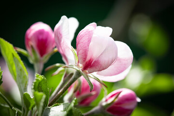Nature. Blooming apple tree branch. Bright colorful spring flowers. Garden at sunset. Trees in flowers. Spring background