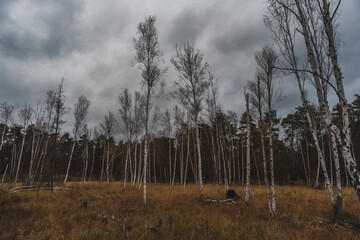 Birch trees in late autumn with a cloudy sky, a group of birch trees in late autumn, a cloudy sky