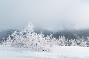 Fototapeta na wymiar Fantastic winter landscape with snowy trees and snowy peaks. Carpathian mountains, Ukraine. Christmas holiday background. Landscape photography