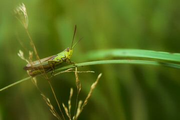 grasshopper on the grass