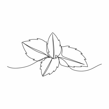 Vector Continuous One Single Line Drawing Icon Of  Fresh Garden Mint Leaves In Silhouette Sketch On White Background. Linear Stylized.