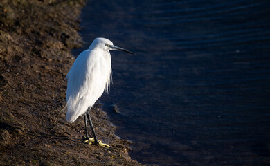 garça-branca-pequena