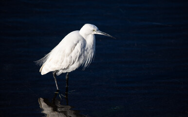 garça-branca-pequena