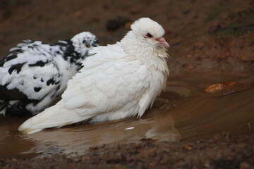 pigeon Natural photos natural animals photography