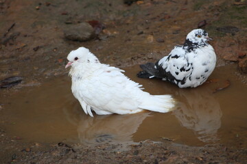 pigeon Natural photos birds natural photography