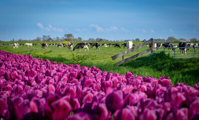 Holenderskie pastwisko i pola tulipanów.