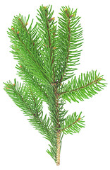 Green pine branch for Christmas isolated on a white background, top view.