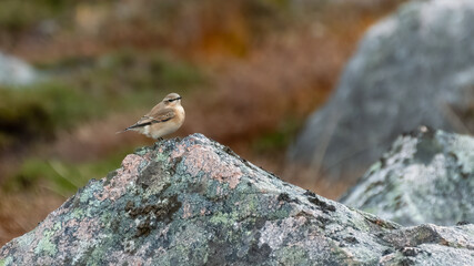 Female northern wheatear (Oenanthe oenanthe) perches on a rock in apline habitat, near Cairngorm Mountain, Scotland