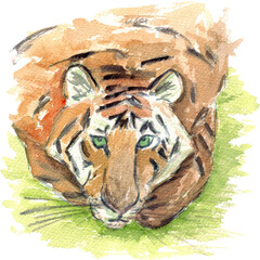 Portrait of a sad tiger with green eyes.