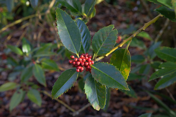 Berries and leaves of the ilex x koehneana, the chestnut leave holly isolated against the background
