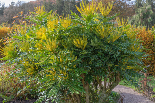 Mahonia x media buckland, the oregon grape, a shrub producing yellow sweet smelling flowers in the winter months