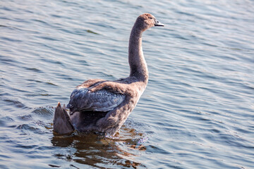 goose
