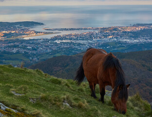 caballo sobre la bahia