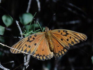 Fototapeta na wymiar Orange Butterfly 3