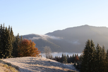 Fototapeta na wymiar Forest clearing covered with hoarfrost in mountains on foggy day