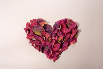 Obraz premium heart made of autumn leaves in trendy color. Minimalistic love day concept
