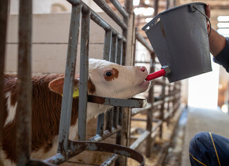 Farmer feeding calf with milk from bucket © Budimir Jevtic