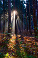 Obraz premium the first sun beam