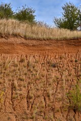 Obraz premium Soil erosion on the sandy slope. 10-19-2021, Middle Bohemia, Czech Republic.