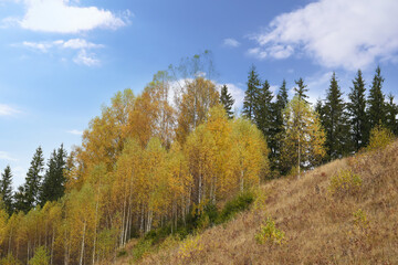 Fototapeta na wymiar Beautiful view of birch grove on hill. Autumn season