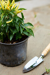 Gardening tools  and plants in the garden