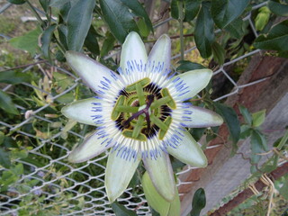 Passiflora 3