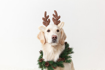 Portrait of a dog with deer antlers and christmas wreath close up