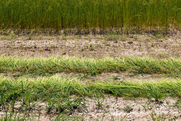 an agricultural field where flax is grown