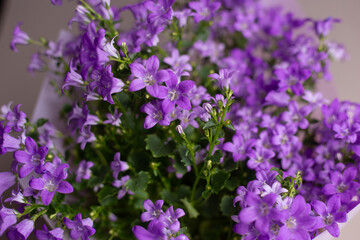 Obraz premium flowers in the garden