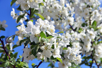 white flowers of apple