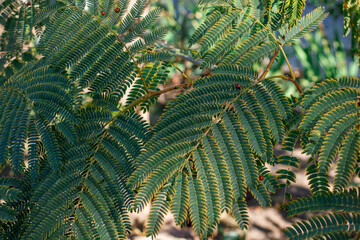 albizia julibrissin plant, tiny green leaves of rose persian silk tree, lenkoran acacia tree of fabaceae family.