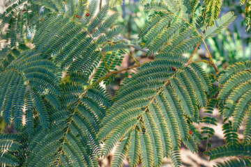 albizia julibrissin plant, tiny green leaves of rose persian silk tree, lenkoran acacia tree of fabaceae family.
