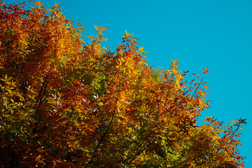 colorful autumn leaves on early fall sunny day, orange red tree crown on bright clear blue sky background